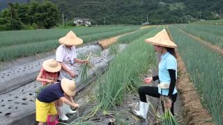 生活體驗最可貴, 宜蘭三星農夫青蔥體驗農場, 操作青蔥分株栽植工法!