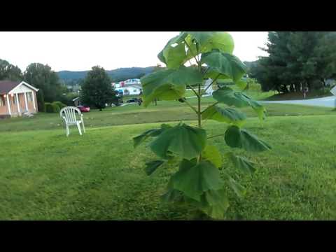 Fastest growing tree in the world Fastest growing tree in the world