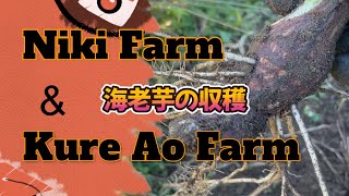 海老芋の収穫　Niki Farm＆Kure Aofarm　2024/12/1