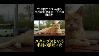 98%の人が知らない猫に関する雑学・豆知識Part49#short