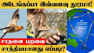 உலகின் இரு துருவங்களை தொட்ட GODWIT பறவை -12,000 KM -ஐ கடந்தது எப்படி?