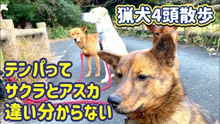 血気盛んでイノシシにガチな猟犬４頭の散歩で僕自身、訳が分からなくなりました…。