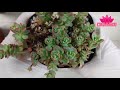 210624 다육스케치 l 김남조의 산정호수 다육이 언박싱 ① l 포천 다육농장 l 다육이 키우기 l succulent plants l 다육식물 l 반려식물 l 초보다육