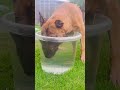 马犬水中憋气1分钟！dogs holding breath in water