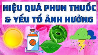 Hiệu quả phun thuốc và các yếu tố ảnh hưởng | Những nguyên nhân dẫn đến giảm hiệu quả của thuốc