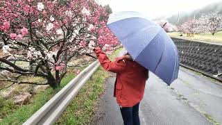 花桃の里【阿智村月川温泉】　Row of blossoming peach trees