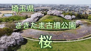 【桜】埼玉県　さきたま古墳公園　桜　満開　2021 3 31【さくら】