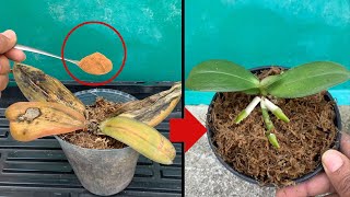 Miraculous for making rotten orchids revive immediately