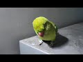 tinku cute angry moment😄🦜💞 tinku talking tamil tinku whistling talkingparrotintamil pattu