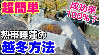 簡単にできる熱帯睡蓮の越冬方法！成功率100％！？メダカ睡蓮ビオトープ