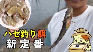ボイルホタテはもう古い！？夏のハゼ釣り餌の新定番「バナメイエビ」の実力を検証してみた