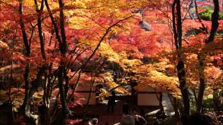 紅葉の京都6　錦秋の常寂光寺 Autumn Leaves in Kyoto 2014 ~ Jojakkoji temple