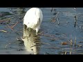 白鷺の捕食の様子その２