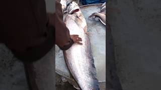 Padma River Big Helicopter Catfish। Padma River Fish। #shorts #youtubeshorts #viralshorts