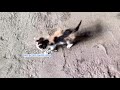 【保護猫】最後に拾われた子猫の物語protective cat kitten