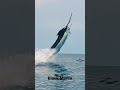 black marlin