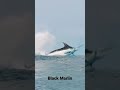 black marlin