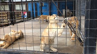 仔ライオンたちとじゃれ合う仔トラ【しろとり動物園】