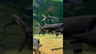 Paddle fish #shorts #paddlefish #aquarium