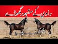 Horses Of River Ravi Belt Pakistan || Most Famous Desi horse Ashkar and bloodline