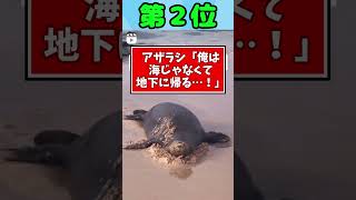 アザラシ動画に癒されたら寝ろｗｗｗ  #2ch動物スレ #2ch #動物