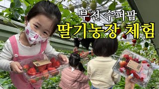 세린튜브 | 부천 수퍼팜 딸기농장 체험 다녀왔지요🍓