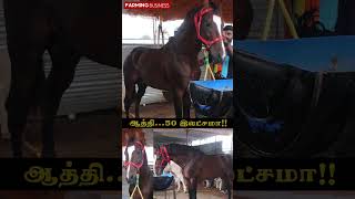 ஆத்தி 50 லட்சமா !!! அந்தியூர் சந்தை | Anthiyur Market 2024 #anthiyur #horseshow #horsemarket