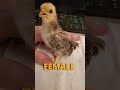 Baby Serama Chick ~2 weeks old [Miniature Chicken]