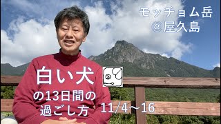 白い犬 の13日間の過ごし方　2022年 11/4 - 16