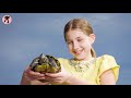 red eared slider turtle care beginner guide