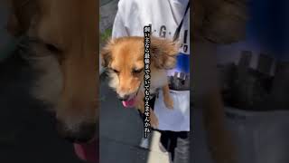 犬と飼い主の生活を入れ替えたら虚しくなった #shorts