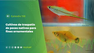 Cultivos de traspatio de peces nativos para fines ornamentales UCC0158 🐠🐟💦🚣‍♂️