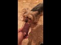 feeding my dog chocolate