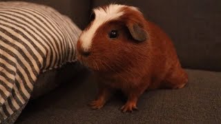 不安な時のモルモット、つむじの鳴き声Guinea pig sounds when Tsumuji anxious