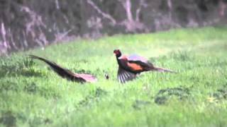 Ring-necked Pheasant Cock Fight