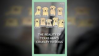 The Reality of Texas A\u0026M's Cruelty to Dogs #shorts