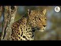 अपने शिकार को जिंदा खा लिया when wild animals attacked by lions part 1 wild life animals