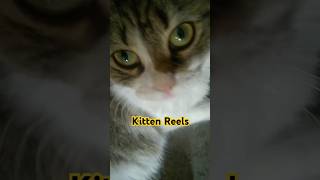 Kitten Reels #short #cat #reels #shortsfeed #funny