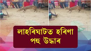 লাহৰীঘাটত হৰিণা পহু উদ্ধাৰ ।ধোবাংখাইতি গাৱঁৰ এটা পুখুৰীৰ মেটেকাত আবদ্ধ  হৈ পৰিছিল হৰিণা পহুটি ।