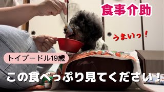 【トイプードル １９歳】１９歳この食べっぷり見てください！／老犬介護#シニア犬#老犬