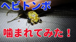 夜のキャンプ場の生き物たち　ヘビトンボに噛まれてみた！ヤマナメクジの交尾など