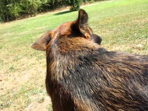 How To deShed your German Shepherd Dog How To deShed your German Shepherd Dog