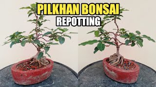 How To Repot Ficus Virens Bonsai | Pilkhan Root-Over-Rock Bonsai Repotting | Pilkhan Tree Bonsai