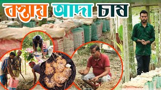 বস্তায় আদা চাষের পদ্ধতি। মাটি প্রস্তুত থেকে ফসল সংগ্রহ পর্যন্ত সকল তথ্য এক প্রতিবেদনে। কৃষক কৃষাণী।