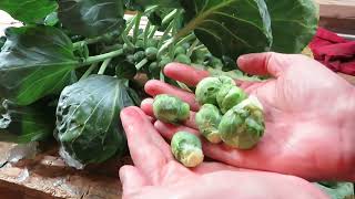 How to Grow Brussels Sprouts in a Container