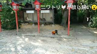 助松神社＠泉大津市