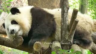 A panda has to do what a panda does after a lot of eating: poop 🤣🙈