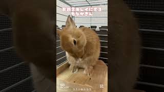 お顔をキレイにする🧼もなかさん🐰 #rabbit #bunny #animal #うさぎ #cute #funny #shorts #うさぎのいる暮らし