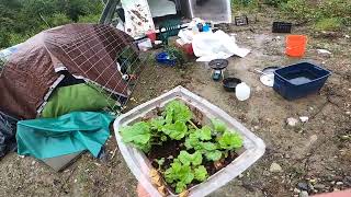 Gunnera Tinctoria Started From Seed Five Months Ago