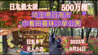 日本埼玉県 日高市 巾着田 曼珠沙華公園  日本最大級彼岸花群生地   500萬棵 #彼岸花#日本生活 #巾着田 #日本旅行 #自然